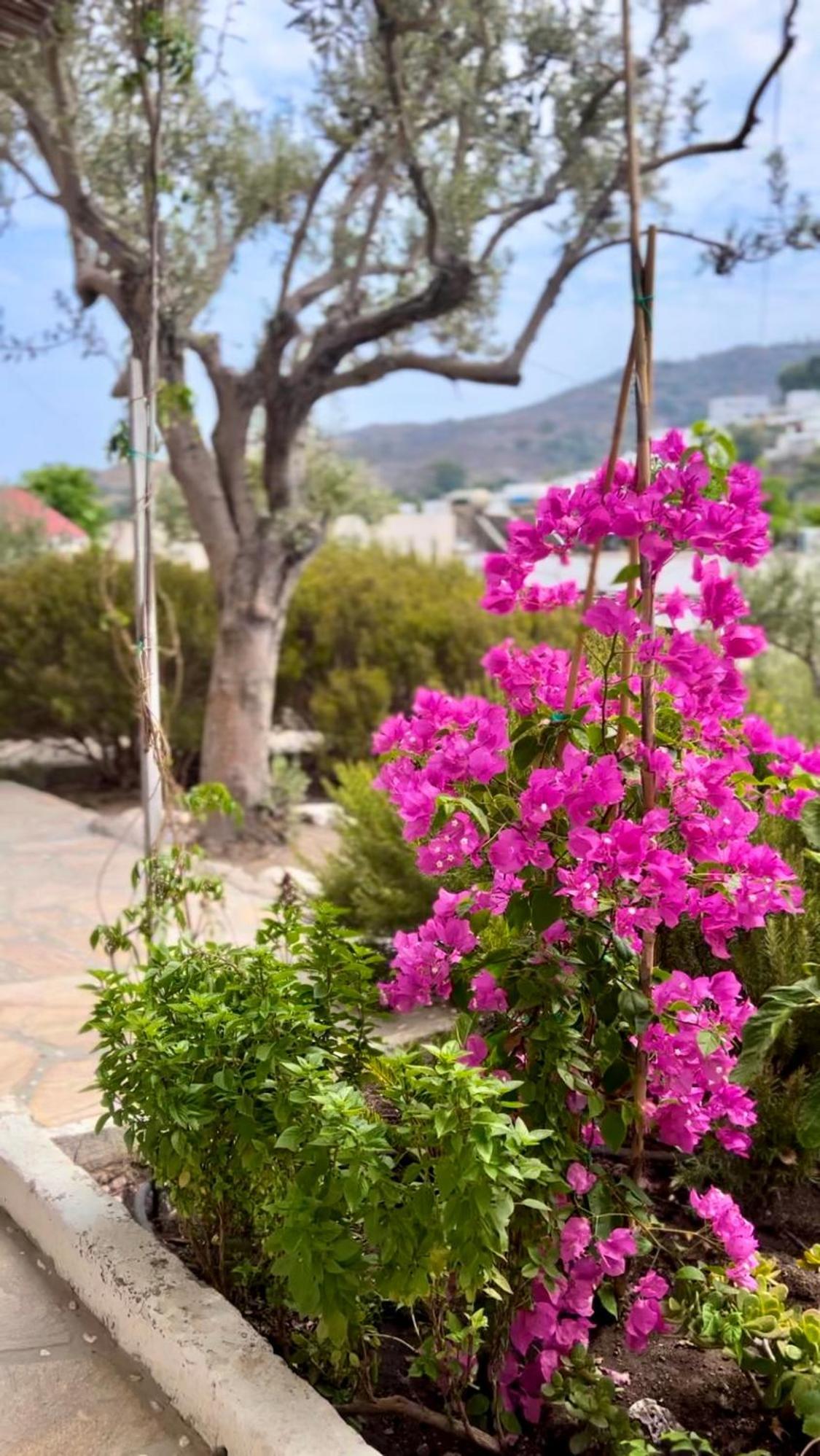 Mistral-Patmos Aparthotel Skala  Bagian luar foto